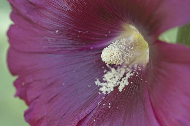 a surfeit of pollen 2