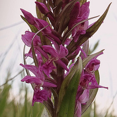 Orchis tacheté, Orchis de mai, (Dactylorhiza majalis )