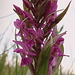 Orchis tacheté, Orchis de mai, (Dactylorhiza majalis )