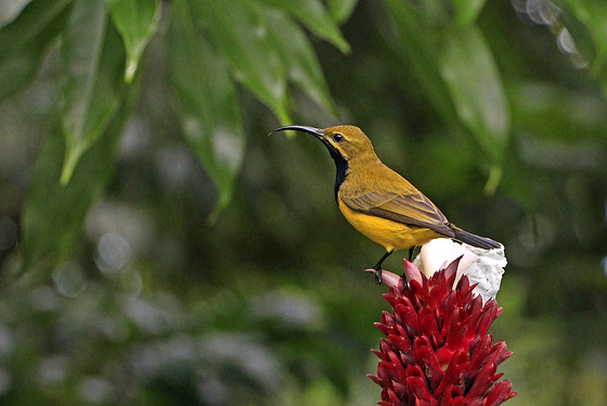 Olive-backed Sunbird