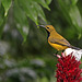 Olive-backed Sunbird