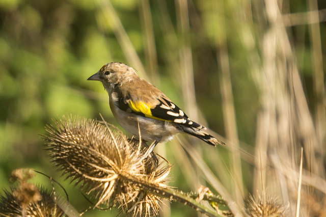 Goldfinch