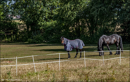 Runners And Riders ...