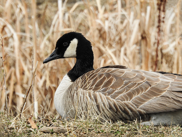 Canada Goose