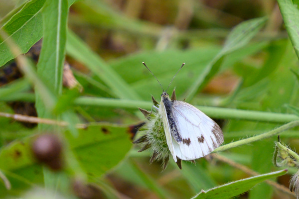 Small White-DSD0492