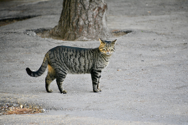 Athens 2020 – Cat