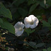 Bindweed