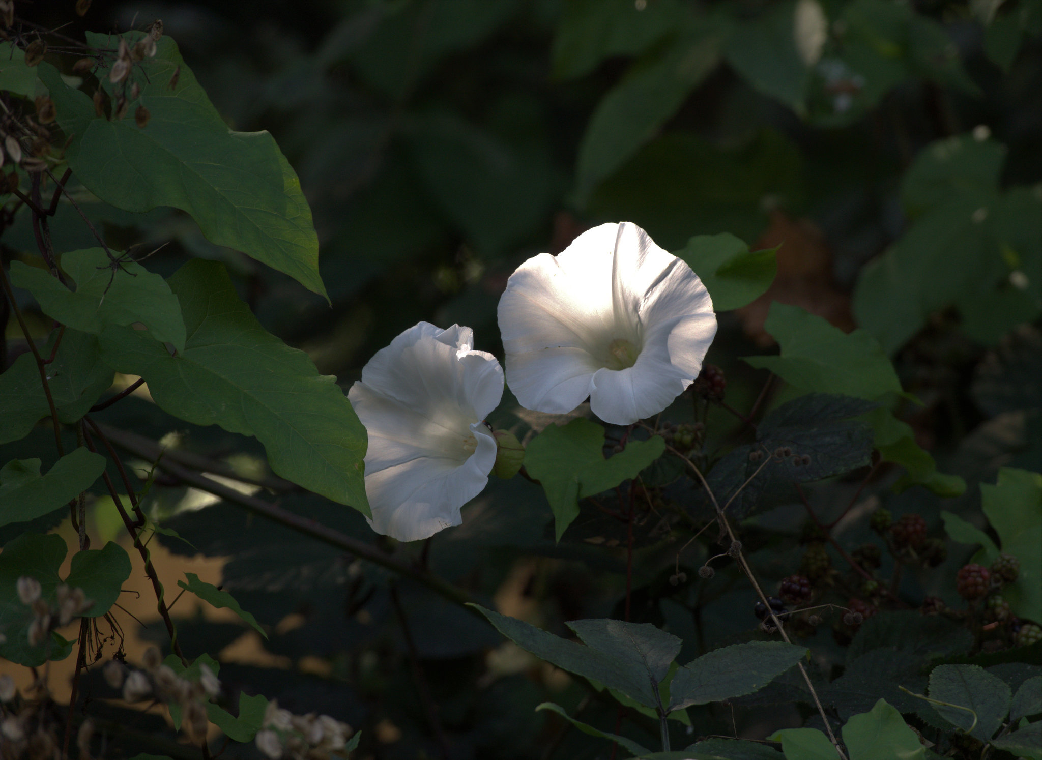 Bindweed