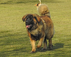 20220312 0358CPw [D~MI] Leonberger, Hundewiese, Hille