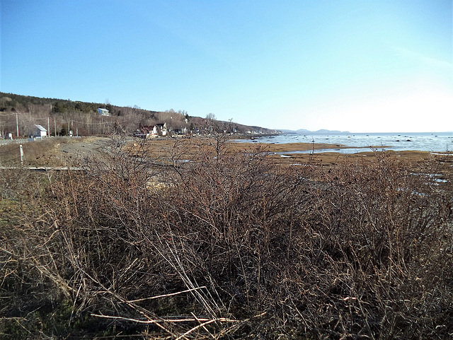 Brousailles au bord de fleuve / Bushes by the river