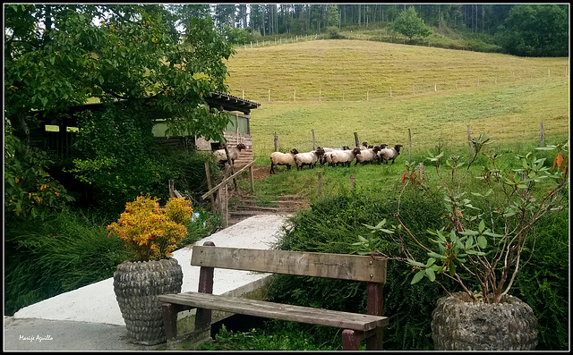 Con ovejas a la espalda  -  hBM