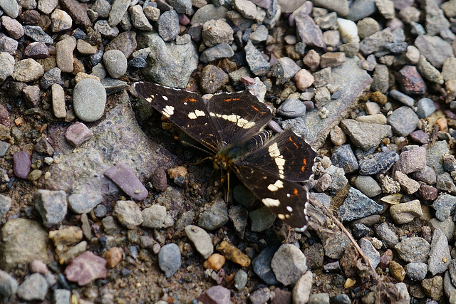 Ländkärtchen am Odersee