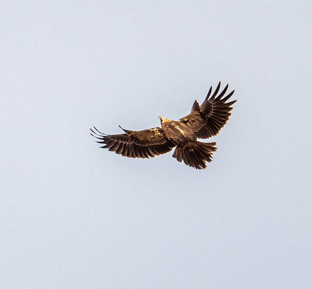 Marsh harrier