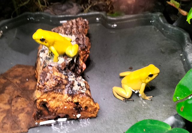Poison dart frogs