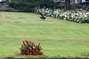 20140926 5408VRAw [D~SFA] Andenkondor [w], Vogelpark, Walsrode