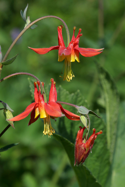 Red Columbine