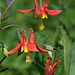 Red Columbine