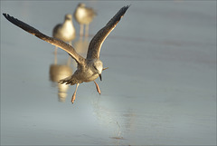 Larus fuscus, Gaivotas