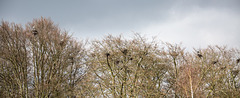 20160303 0139VRAw [D~BI] Graureiher (Ardea cinerea) Kolonie, Tierpark Olderdissen, Bielefeld