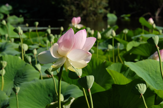 MOUGINS: Etang de Fontmerle. 12