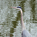 Great Blue Heron encounter