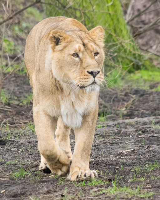 Lioness walkabout