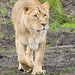 Lioness walkabout