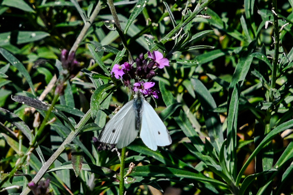 Small White-DSD0741