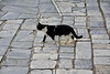 Athens 2020 – Cat