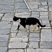 Athens 2020 – Cat