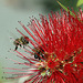 IMG 3081 Callistemon citrinus E6 (blog)