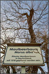 Maulbeerbaum in Schilda