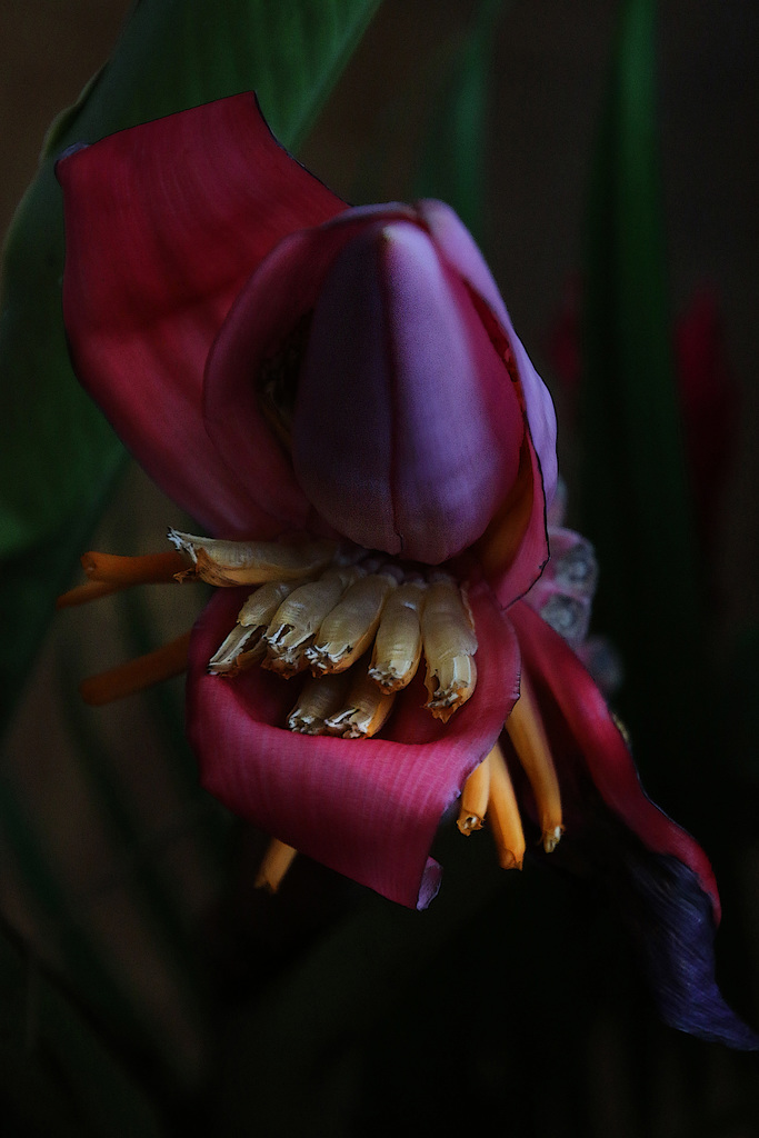 Fleur de bananier des Caraïbes