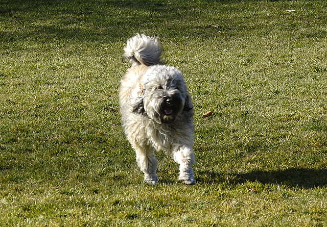 20220312 0361CPw [D~MI] Yoshi, Hundewiese, Hille