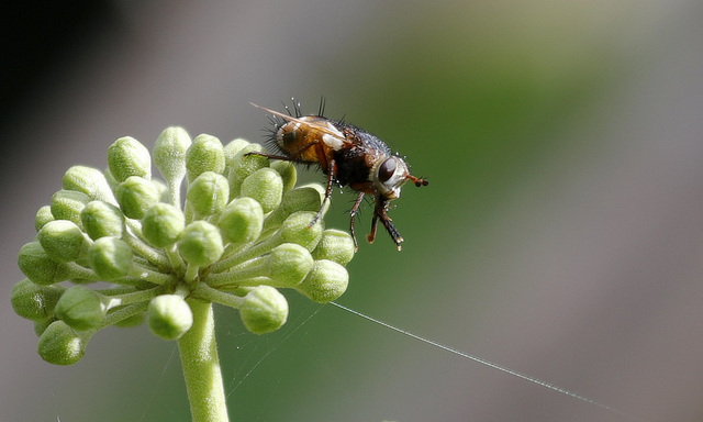 Mouche funambule :-)