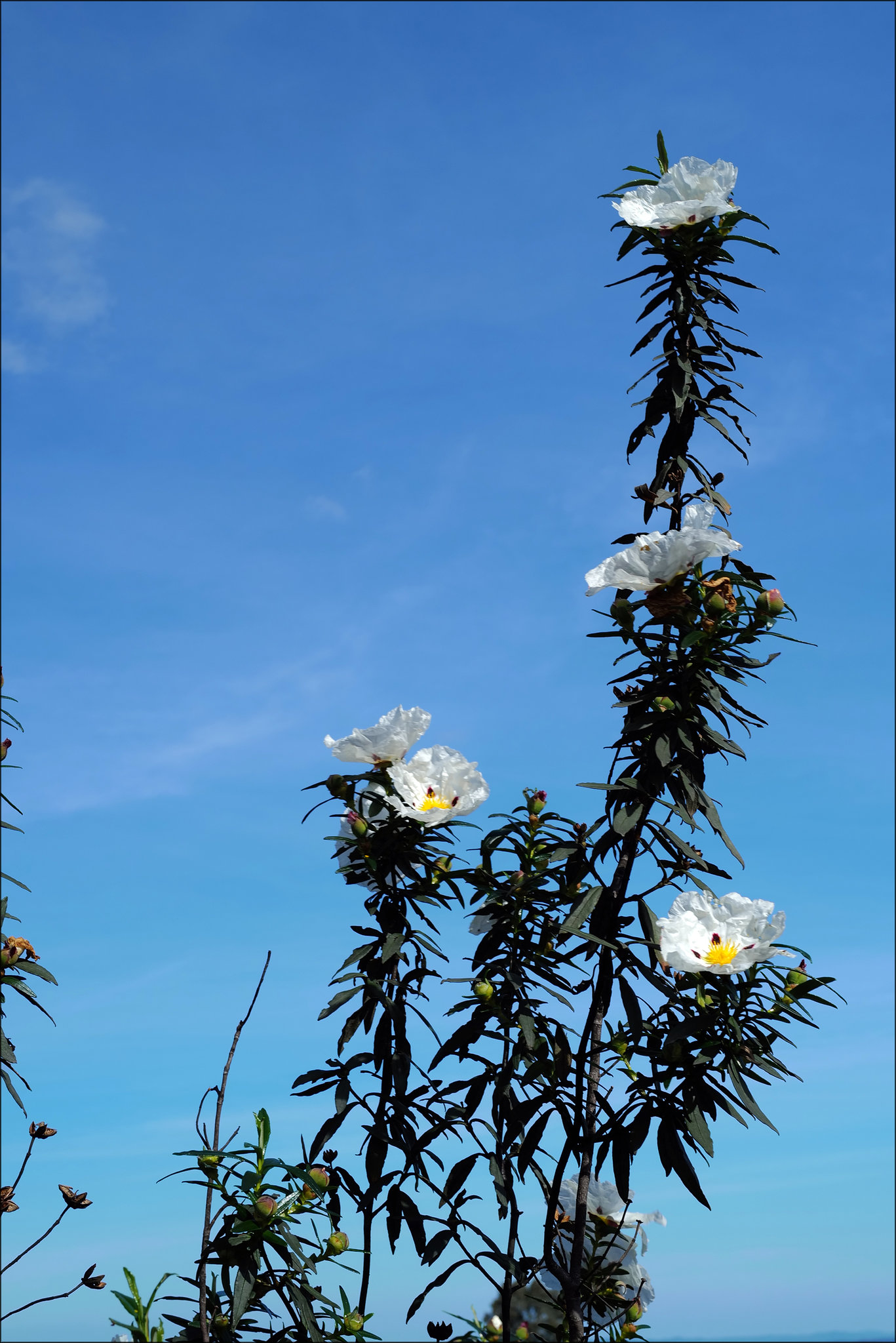 Cistus ladanifer for Andy