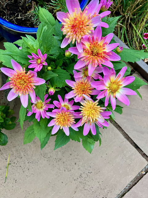 DahliaStarburstinpotJuly25