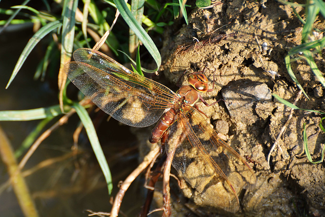 Brown Hawker f ovipositing (Aeshna grandis) 05