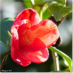 MON JARDIN