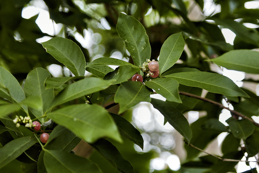 Jamaica Mandarin Orange – Brooklyn Botanic Garden, New York, New York