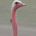 Ngorongoro, The Head of the Ostrich on the Long Neck