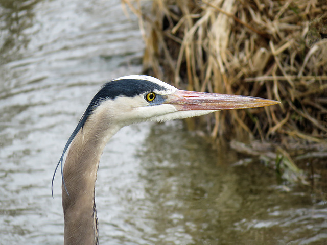 Great Blue Heron encounter