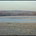 frosty morn in the meadow