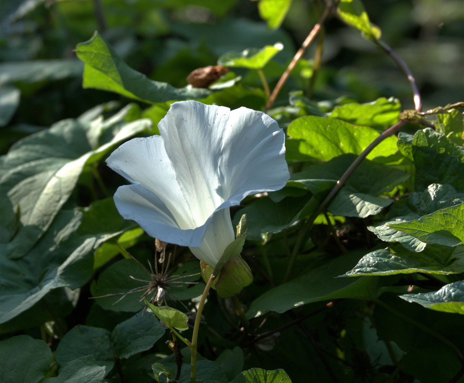 Bindweed