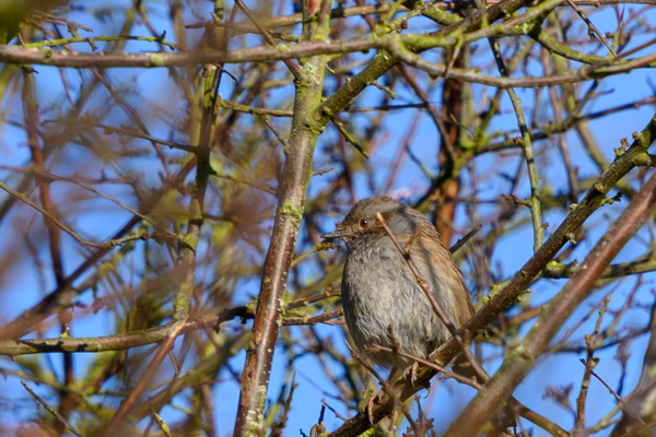 Dunnock-DSD0428