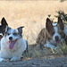 Pups in the shade