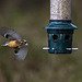 Nuthatch