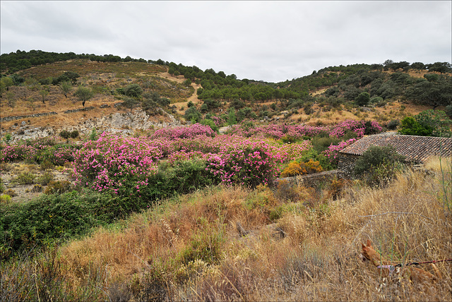 Nerium oleander, Moinho do Alferes, Ribeira do Vascão