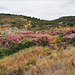 Nerium oleander, Moinho do Alferes, Ribeira do Vascão