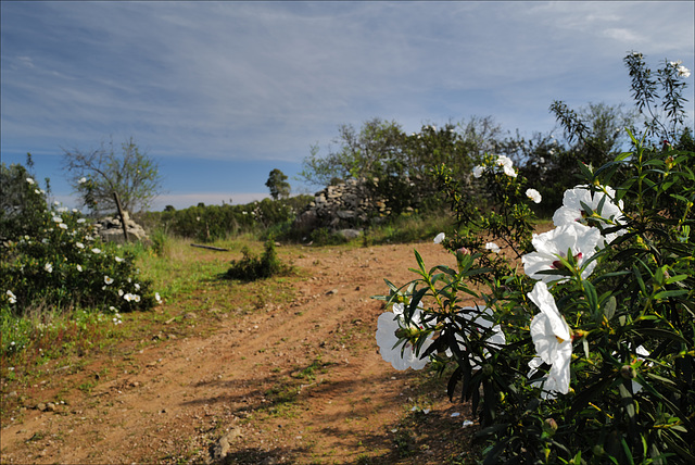 Cistus Ladanifer, Penedos